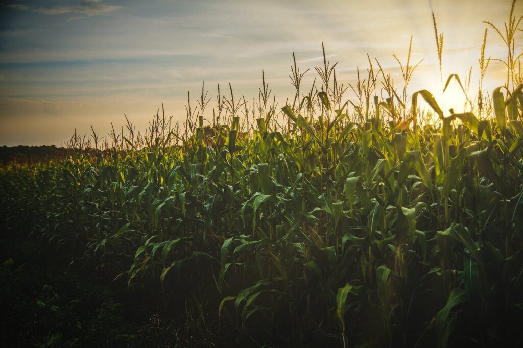 corn field - renewable diesel - hobo energy